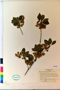 Enkianthus campanulatus image