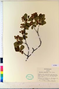 Enkianthus campanulatus image