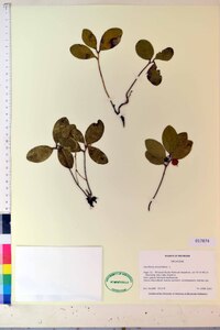 Gaultheria procumbens image