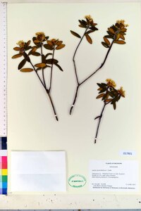 Rhododendron groenlandicum image