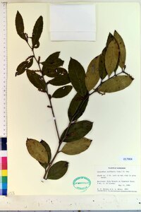 Leucothoe axillaris image