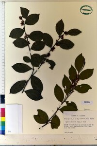 Lyonia lucida image