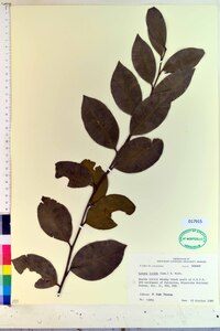 Lyonia lucida image