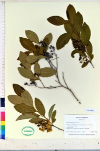 Lyonia mariana image