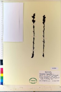 Hypopitys monotropa image