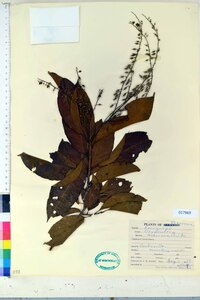 Oxydendrum arboreum image