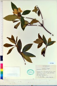 Rhododendron carolinianum image