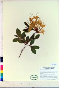 Rhododendron alabamense image