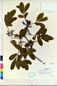 Rhododendron canescens image