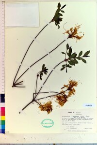 Rhododendron canescens image