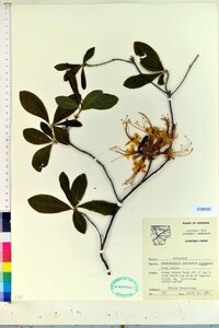 Rhododendron canescens image