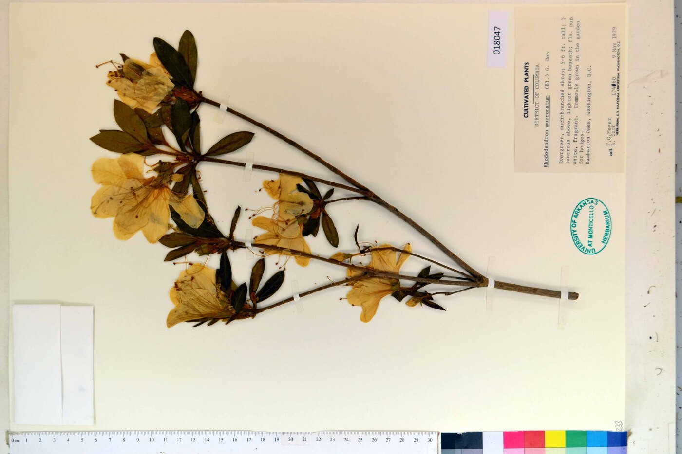 Rhododendron mucronatum image