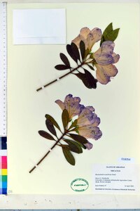 Rhododendron pulchrum image