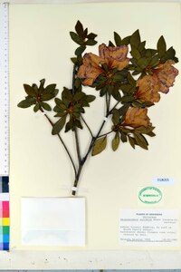 Rhododendron pulchrum image