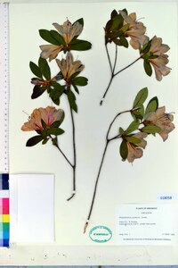 Rhododendron pulchrum image