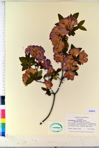 Rhododendron pulchrum image