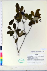 Rhododendron canescens image