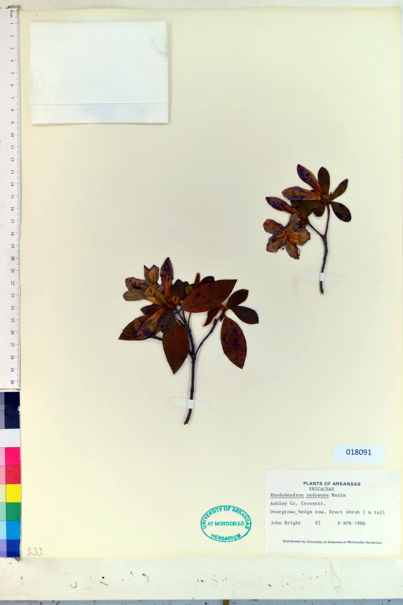 Rhododendron yedoense image