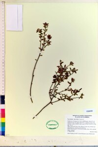 Vaccinium myrsinites image