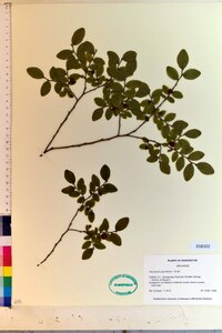 Vaccinium parviflorum image