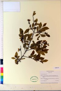 Vaccinium virgatum image