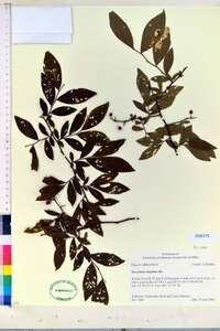 Vaccinium virgatum image