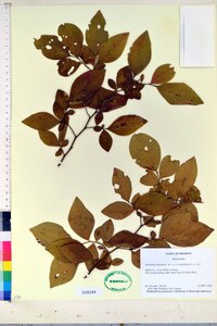 Vaccinium fuscatum image