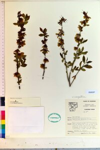 Vaccinium amoenum image