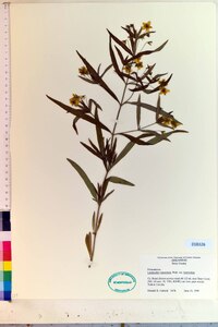 Lysimachia lanceolata image