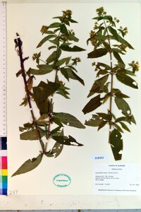 Lysimachia tonsa image