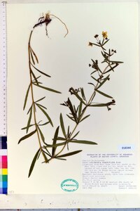 Lysimachia quadriflora image