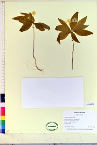 Trientalis borealis image