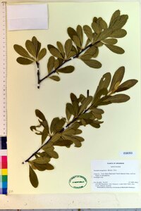 Sideroxylon lanuginosum subsp. lanuginosum image
