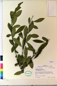 Sideroxylon lycioides image