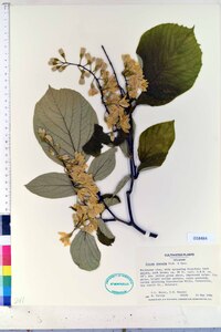 Styrax obassis image