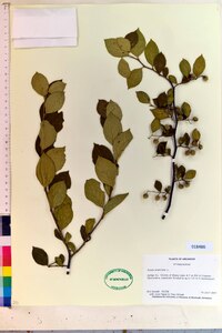 Styrax americanus image