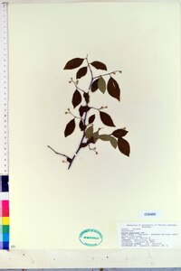 Styrax americanus image