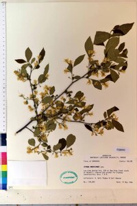 Styrax americanus image