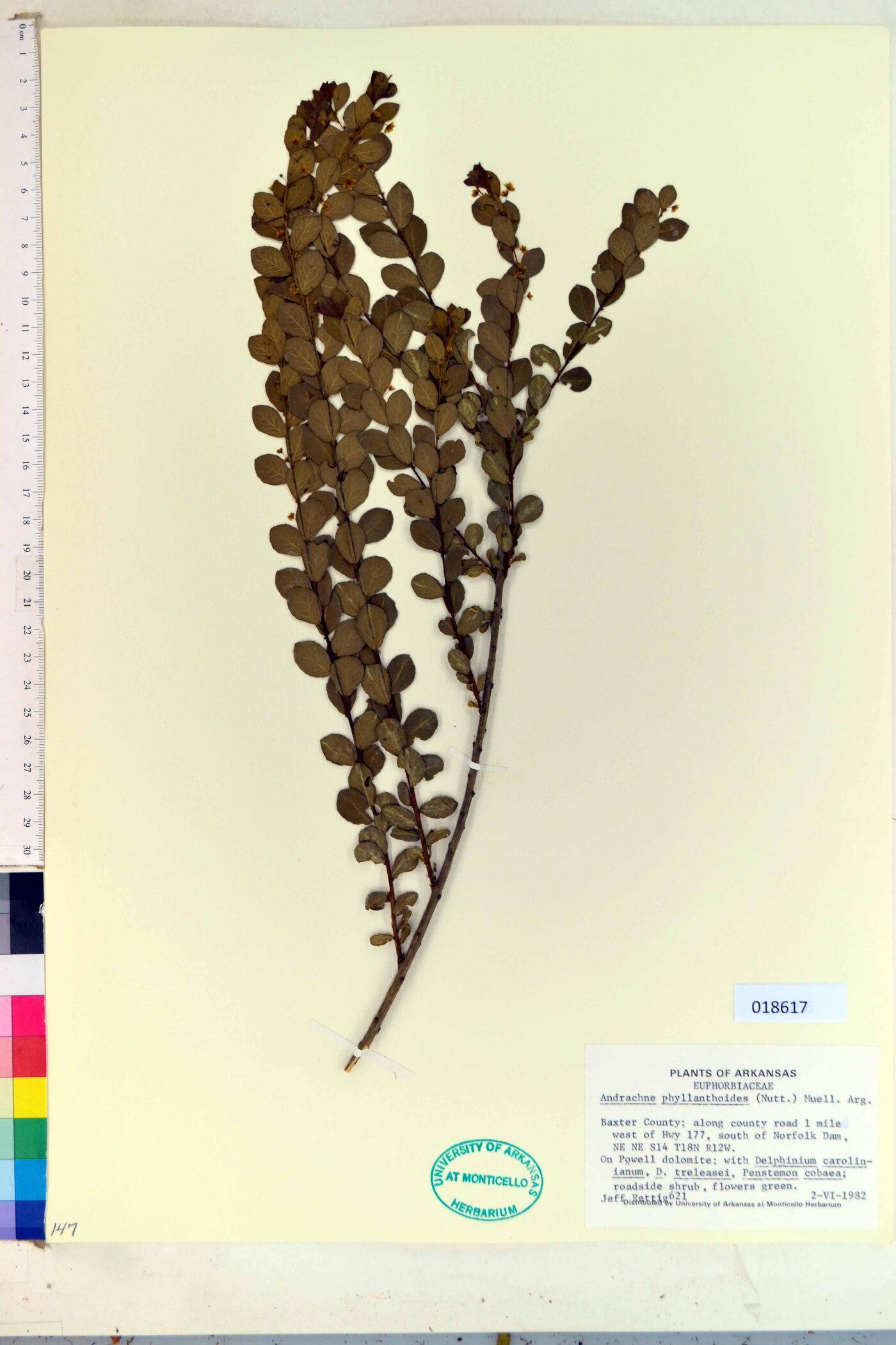 Andrachne phyllanthoides image