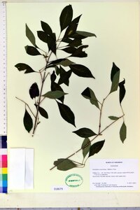 Forestiera acuminata image