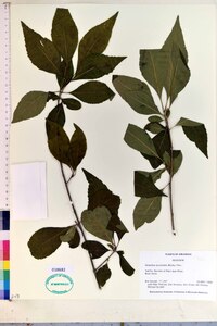 Forestiera acuminata image