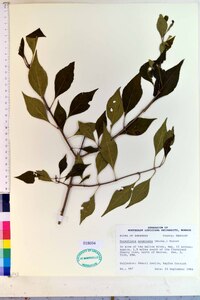 Forestiera acuminata image