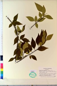 Forestiera acuminata image