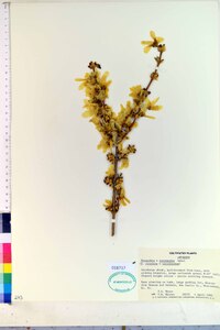 Forsythia × intermedia image