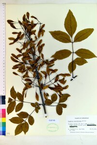 Fraxinus caroliniana image