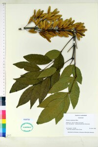 Fraxinus caroliniana image