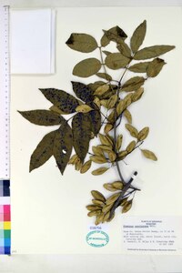 Fraxinus caroliniana image