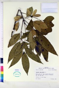 Fraxinus caroliniana image