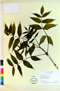 Fraxinus nigra image