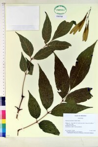 Fraxinus profunda image